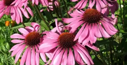 Echinacea Purpurea Extract: A Powerful Antioxidant